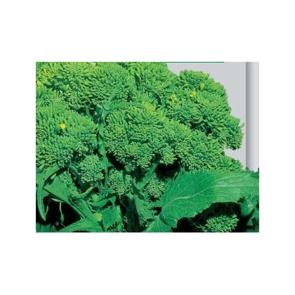Brokolice Cezar - Brassica oleracea - semena brokolice - 0,6 g