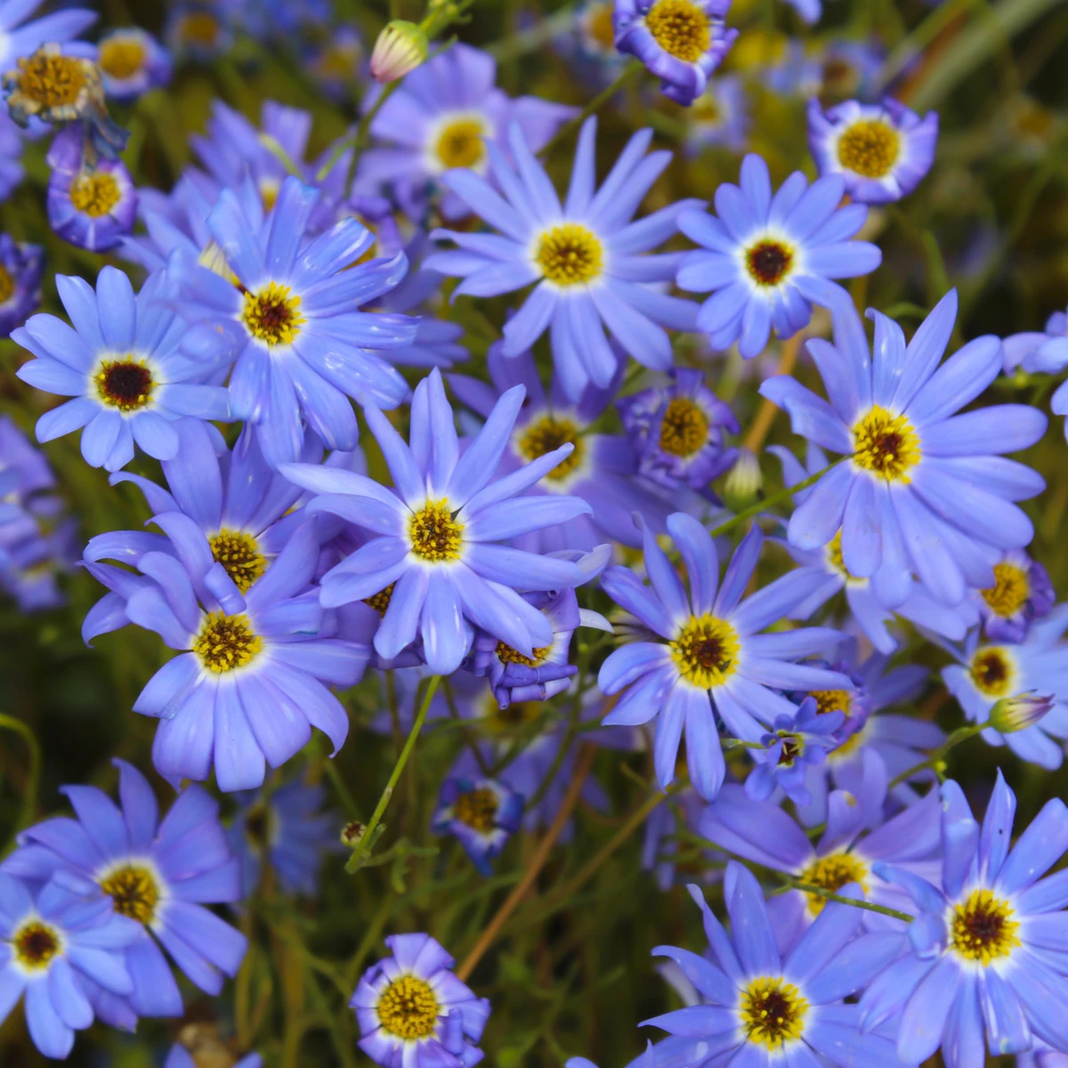 Všelicha iberkolistá Bravo modrá s okem - Brachyscome iberidifolia - semena všelichy - 500 ks