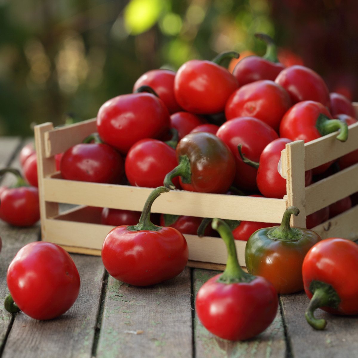 Chilli Satans Kiss - Capsicum annuum - semena chilli - 7 ks