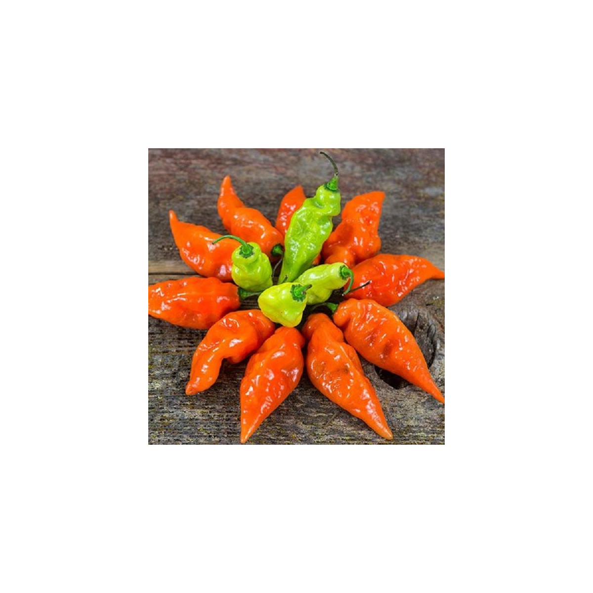 Paprika Habanada - Capsicum Chinense - semena papriky - 10 ks