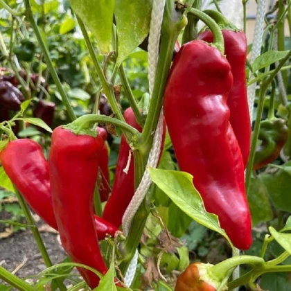 Paprika Marconi Red - Capsicum Annuum - semena papriky - 10 ks