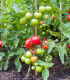 Rajče Ailsa Craig - Solanum lycopersicum - semena rajčete - 8ks