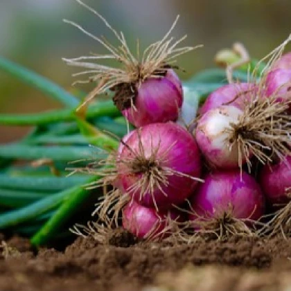 Cibule svazková CN SONI F1 - Allium cepa - semena cibule - 150 ks