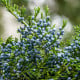 Jalovec virginský - Juniperus virginiana - semena jalovce - 15 ks