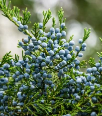 Jalovec virginský - Juniperus virginiana - semena jalovce - 5 ks
