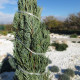 Jalovec virginský - Juniperus virginiana - semena jalovce - 15 ks