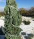 Jalovec virginský - Juniperus virginiana - semena jalovce - 5 ks