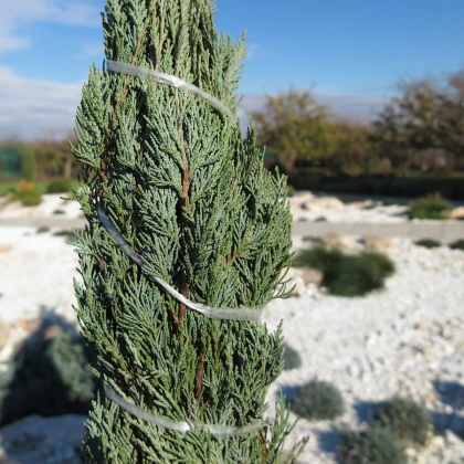 Jalovec virginský - Juniperus virginiana - semena jalovce - 15 ks