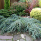 Jalovec virginský - Juniperus virginiana - semena jalovce - 15 ks