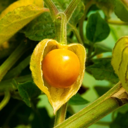 Mochyně peruánská - Physalis peruviana - semena mochyně - 10 ks