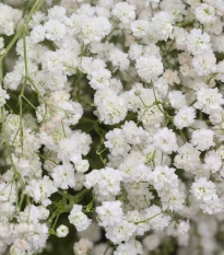 Šáter latnatý bílý - Gypsophila paniculata - semena šáteru - 150 ks