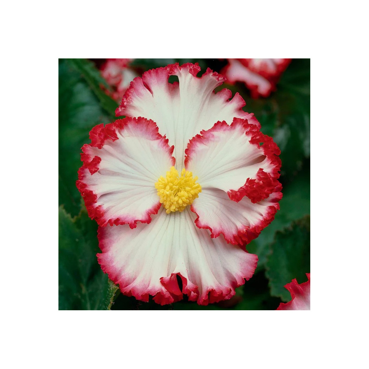 Begonie Marginata bílá - Begonia crispa - hlízy begonie - 2 ks