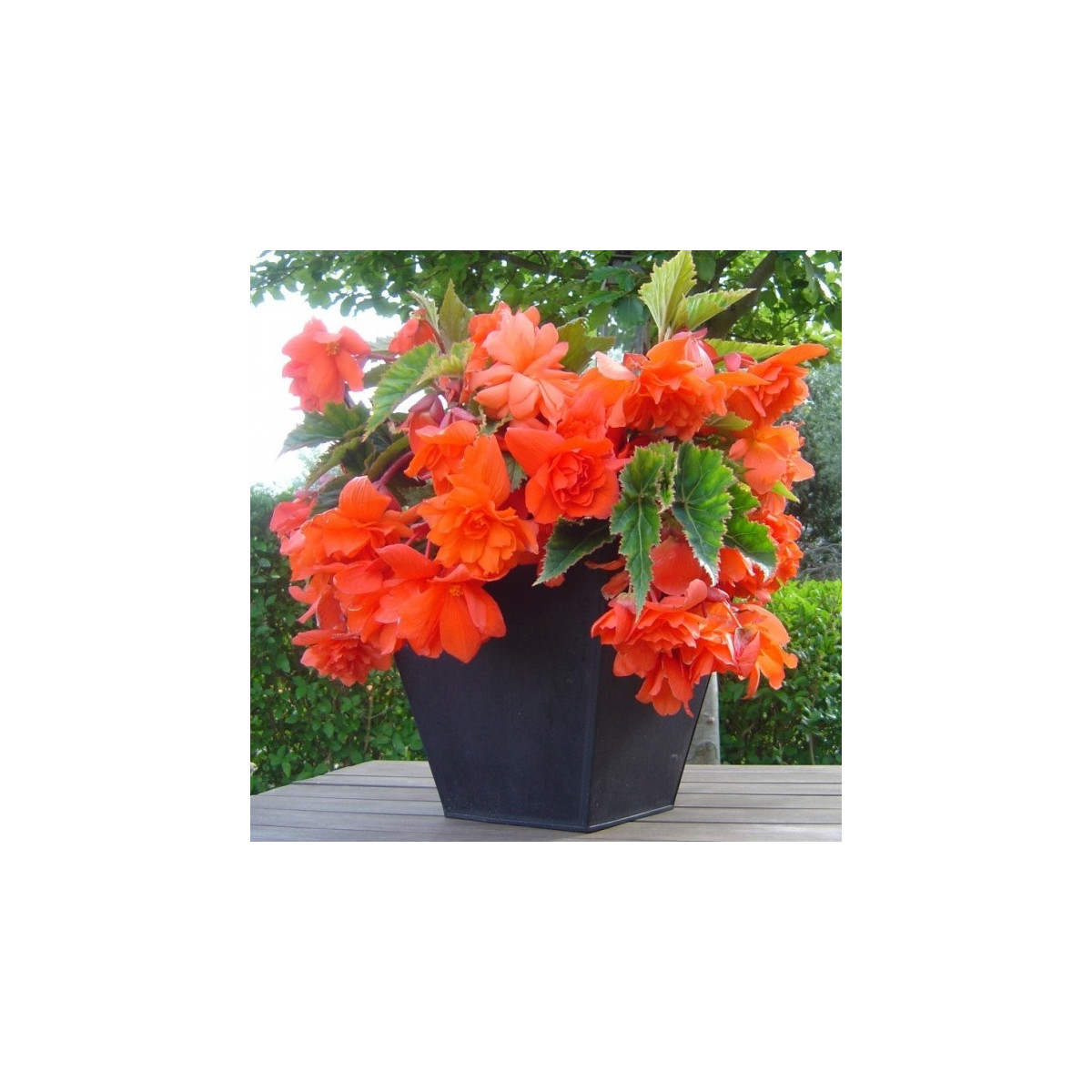 Begonie oranžová - Begonia pendula - hlízy begonie - 2 ks