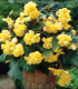 Begonie žlutá - Begonia Pendula maxima - hlízy begonie - 2 ks