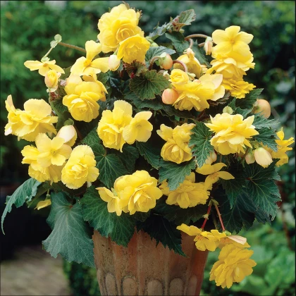 Begonie žlutá - Begonia Pendula maxima - hlízy begonie - 2 ks