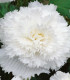 Begonie třepenitá bílá - Begonia fimbriata - hlízy begonie - 2 ks