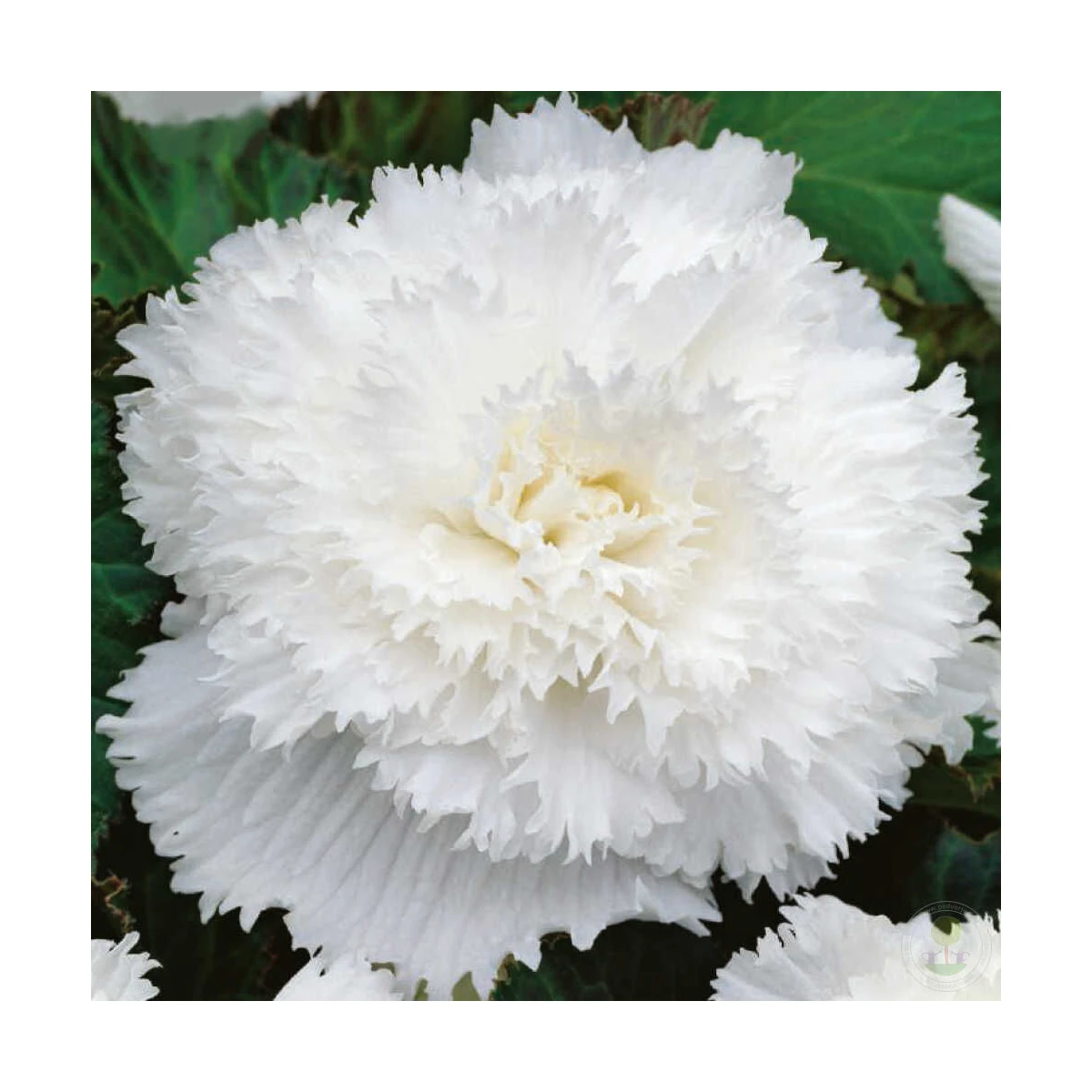 Begonie třepenitá bílá - Begonia fimbriata - hlízy begonie - 2 ks