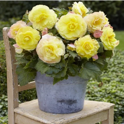 Begonie plnokvětá žlutá - Begonia superba - hlízy begonie - 2 ks