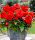 Begonie plnokvětá červená - Begonia superba - hlízy begonie - 2 ks