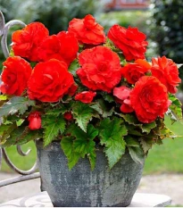 Begonie plnokvětá červená - Begonia superba - hlízy begonie - 2 ks