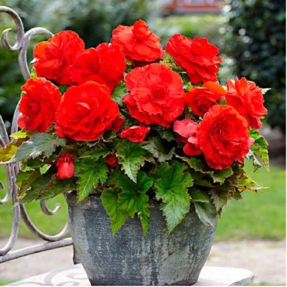 Begonie plnokvětá červená - Begonia superba - hlízy begonie - 2 ks