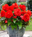 Begonie plnokvětá červená - Begonia superba - hlízy begonie - 2 ks