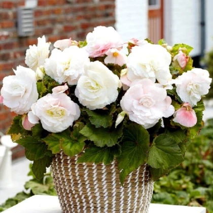 Begonie plnokvětá bílá - Begonia superba - hlízy begonie - 2 ks