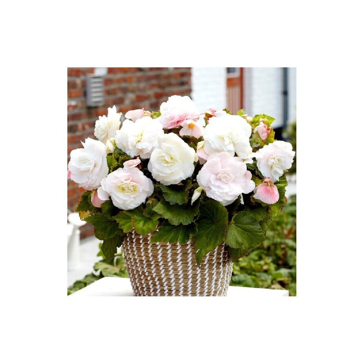 Begonie plnokvětá bílá - Begonia superba - hlízy begonie - 2 ks