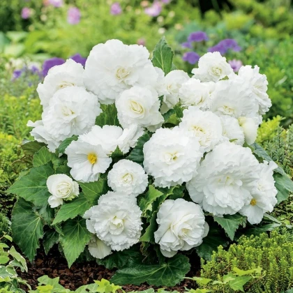 Begonie Nonstop bílá - Begonia tuberhybrida - hlízy begonie - 2 ks
