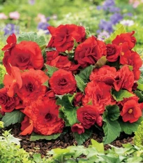 Begonie Nonstop červená - Begonia tuberhybrida - hlízy begonie - 2 ks