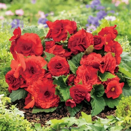 Begonie Nonstop červená - Begonia tuberhybrida - hlízy begonie - 2 ks