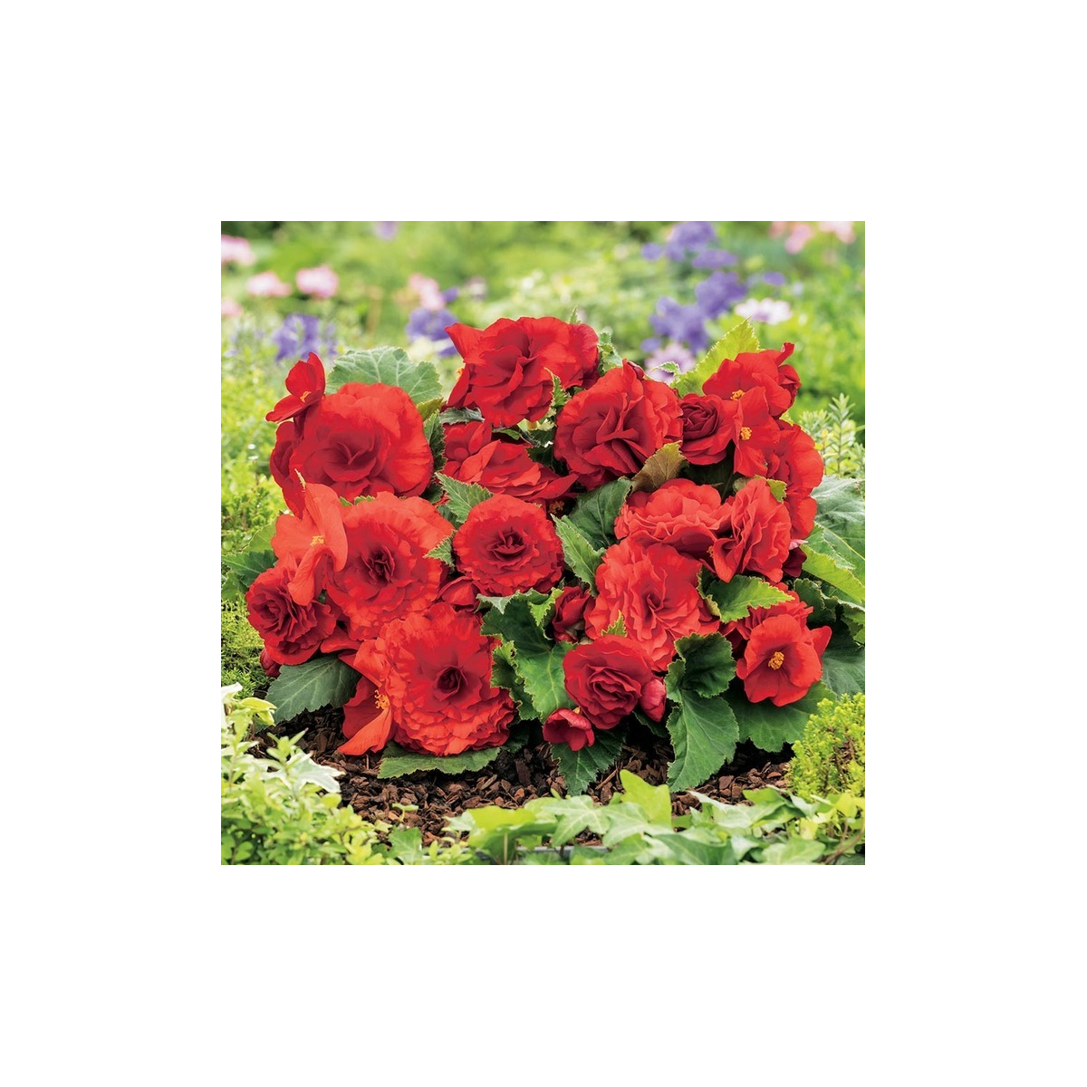 Begonie Nonstop červená - Begonia tuberhybrida - hlízy begonie - 2 ks