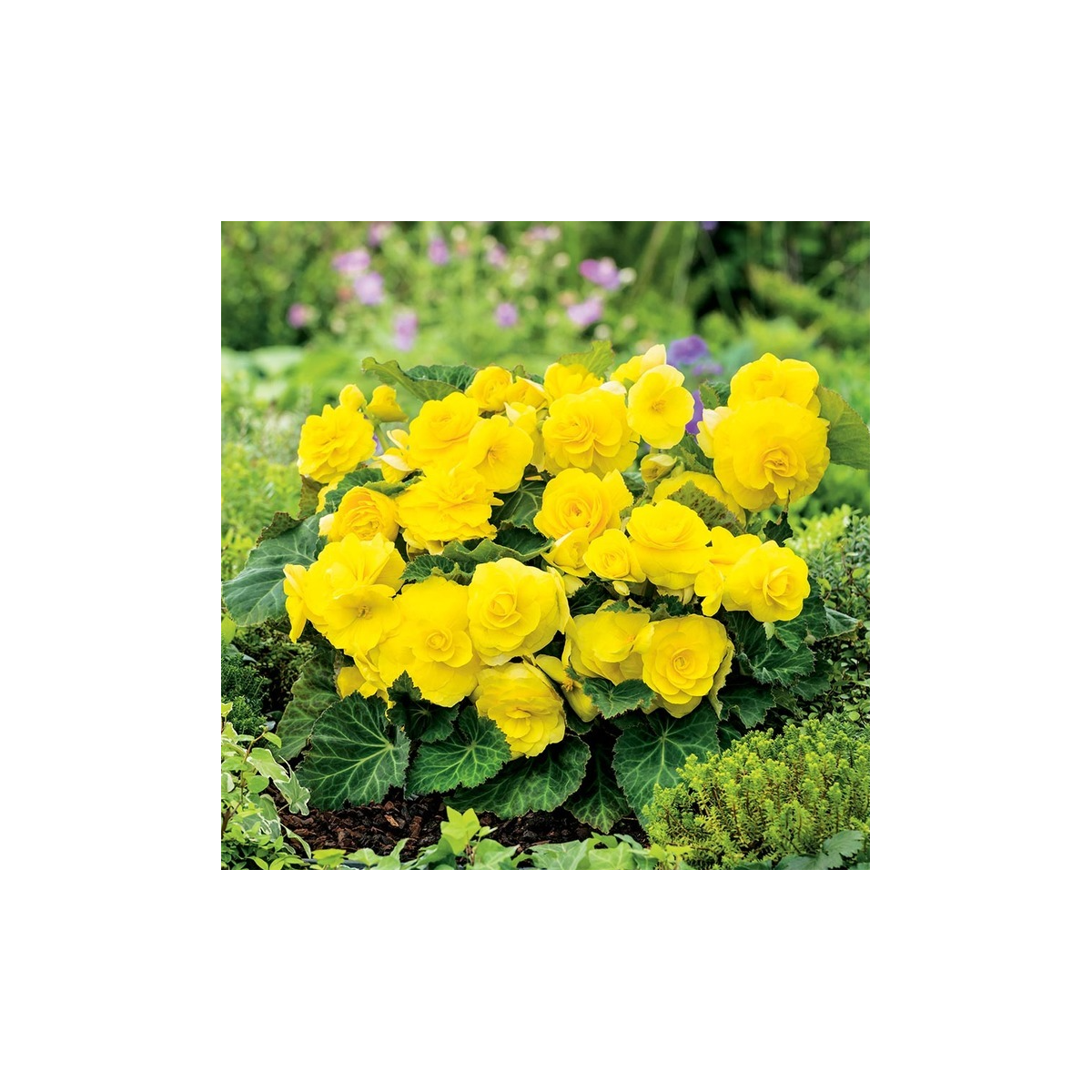 Begonie Nonstop žlutá - Begonia tuberhybrida - hlízy begonie - 2 ks