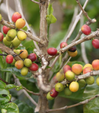 Kávovník arabský Costa Rica 95 - Coffea arabica - semena kávovníku - 5 ks