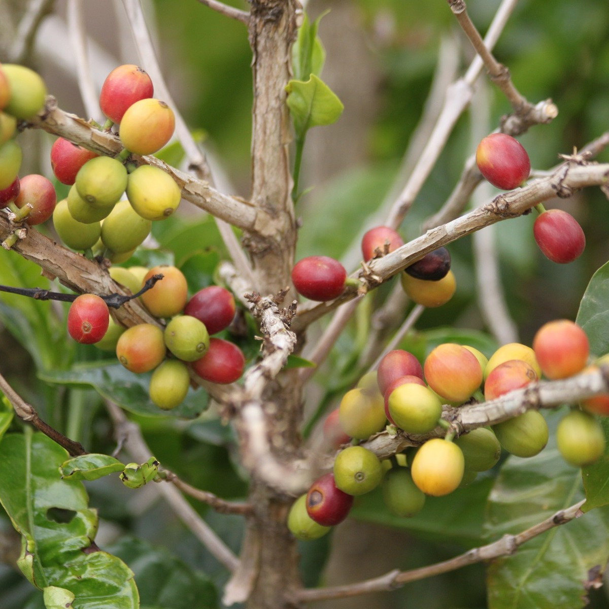 Kávovník arabský Costa Rica 95 - Coffea arabica - semena kávovníku - 5 ks