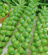 Kapusta růžičková Danet F1 - Brassica oleracea - semena kapusty - 40 ks