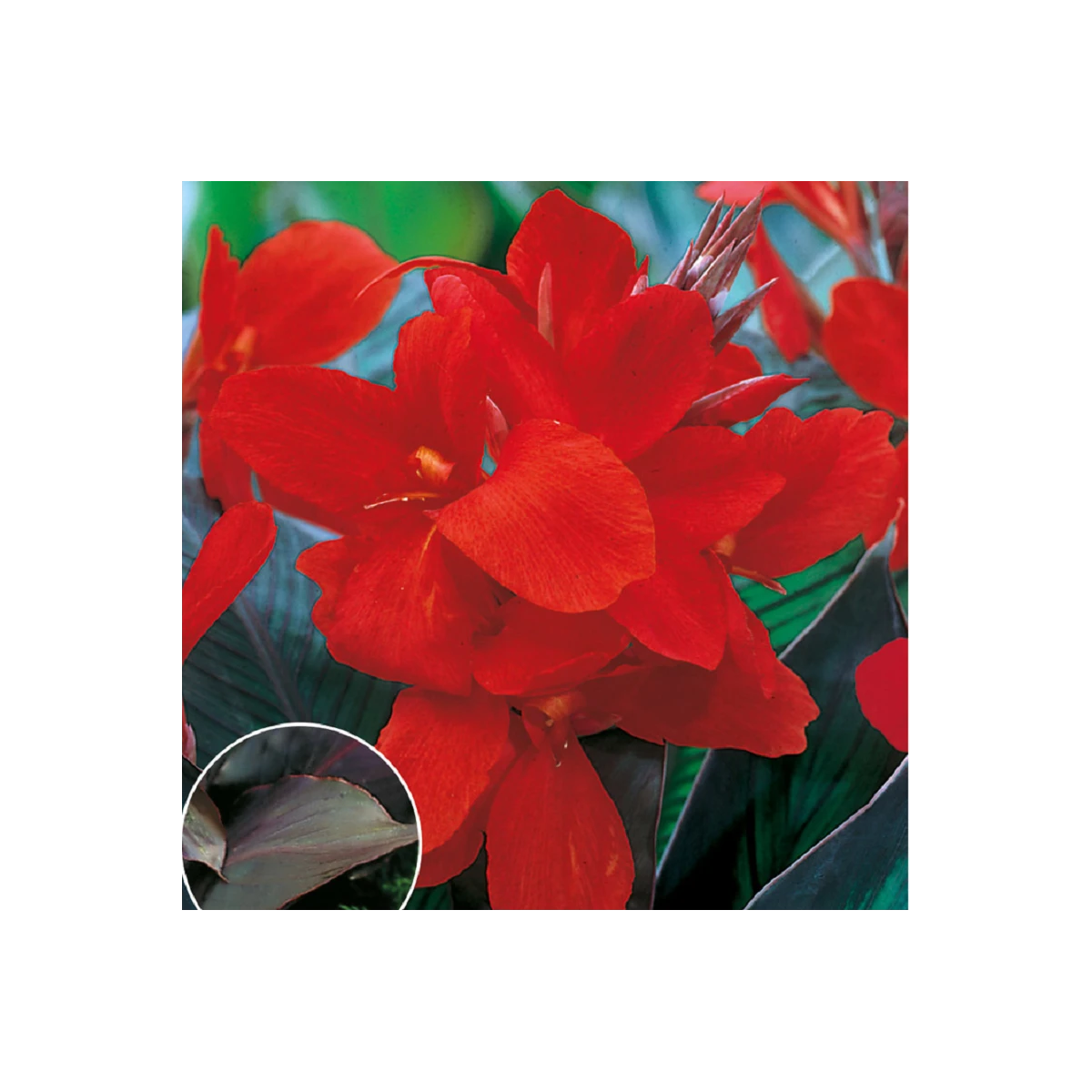 Dosna Black Knight - Canna - hlízy dosny - 1 ks