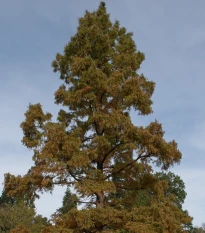 Metasekvoj čínská - Metasequoia glyptostroboides - semena sekvoje - 10 ks