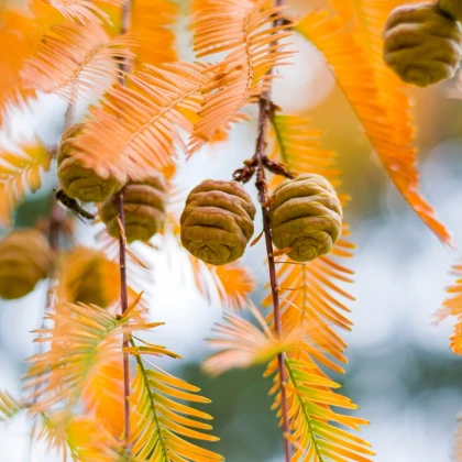 Metasekvoj čínská - Metasequoia glyptostroboides - semena sekvoje - 10 ks