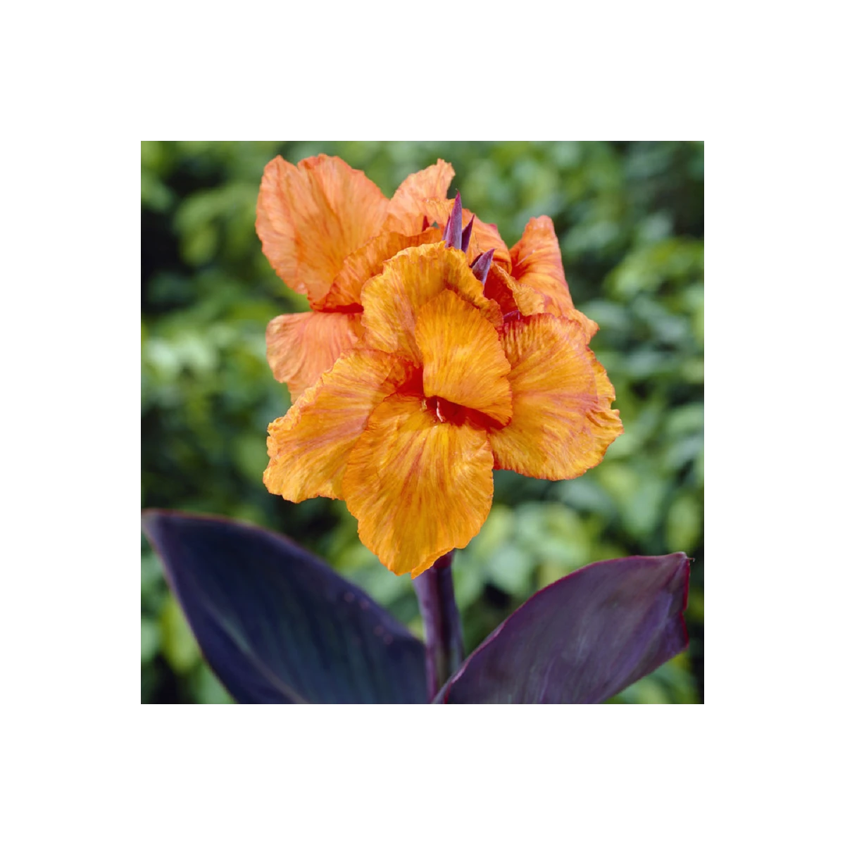 Dosna Wyoming - Canna - hlízy dosny - 1 ks