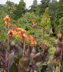 Dosna Wyoming - Canna - hlízy dosny - 1 ks