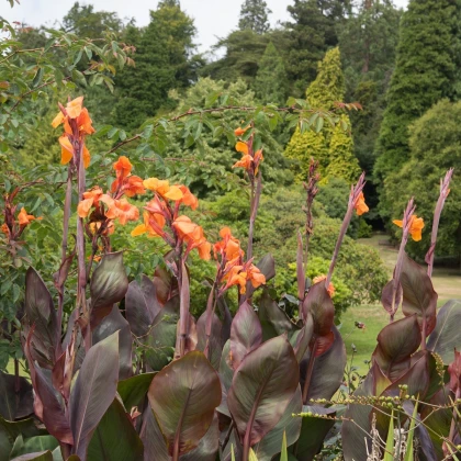 Dosna Wyoming - Canna - hlízy dosny - 1 ks