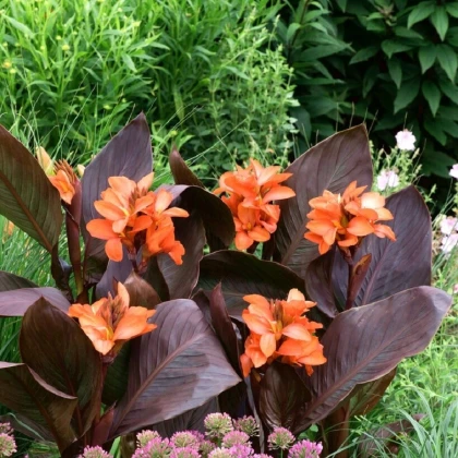 Dosna Happy Wilma - Canna - hlízy dosny - 1 ks