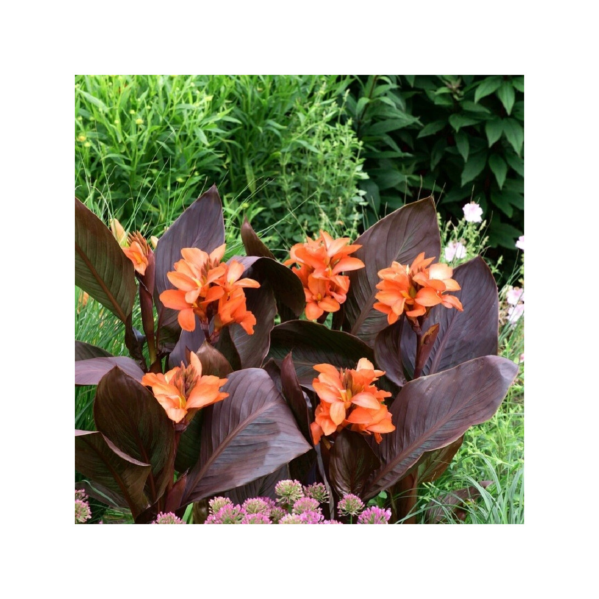 Dosna Happy Wilma - Canna - hlízy dosny - 1 ks