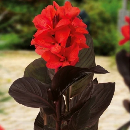 Dosna Happy Julia - Canna - hlízy dosny - 1 ks