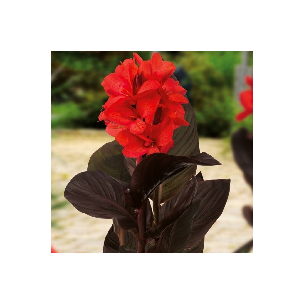 Dosna Happy Julia - Canna - hlízy dosny - 1 ks