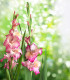 Gladiol Priscilla - Gladiolus - hlízy mečíku - 3 ks