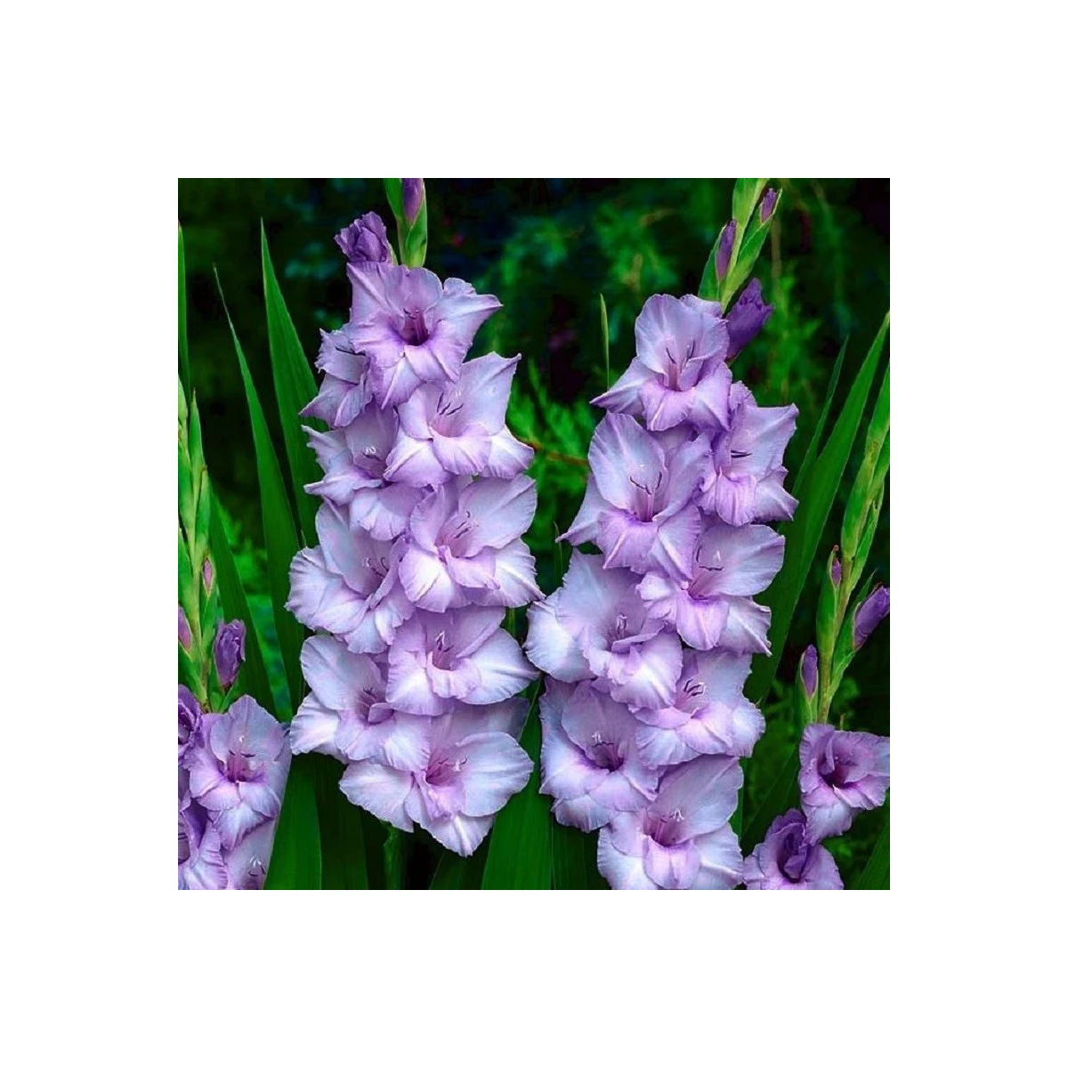 Mečík Blue Tropic - Gladiolus - cibuloviny - 3 ks
