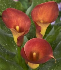 Kala Captain Trinity - Zantedeschia - hlízy kaly - 1 ks