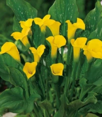 Kala Florex Gold - Zantedeschia - hlízy kaly - 1 ks